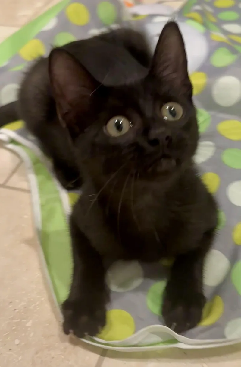 A baby small-sized female Black Bombay cat named Bombay Bonanaza for adoption in Houston, TX