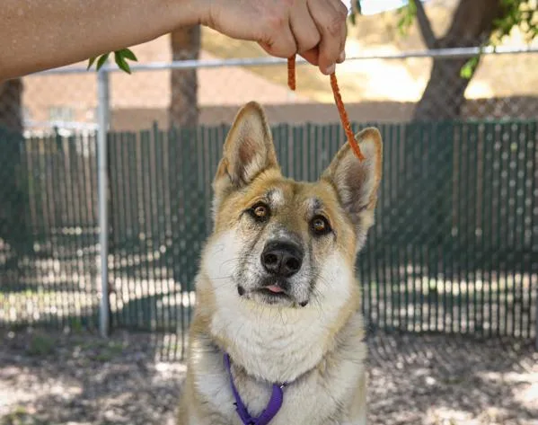 An adult large-sized male German Shepherd Dog dog named Chase for adoption in Escondido, CA