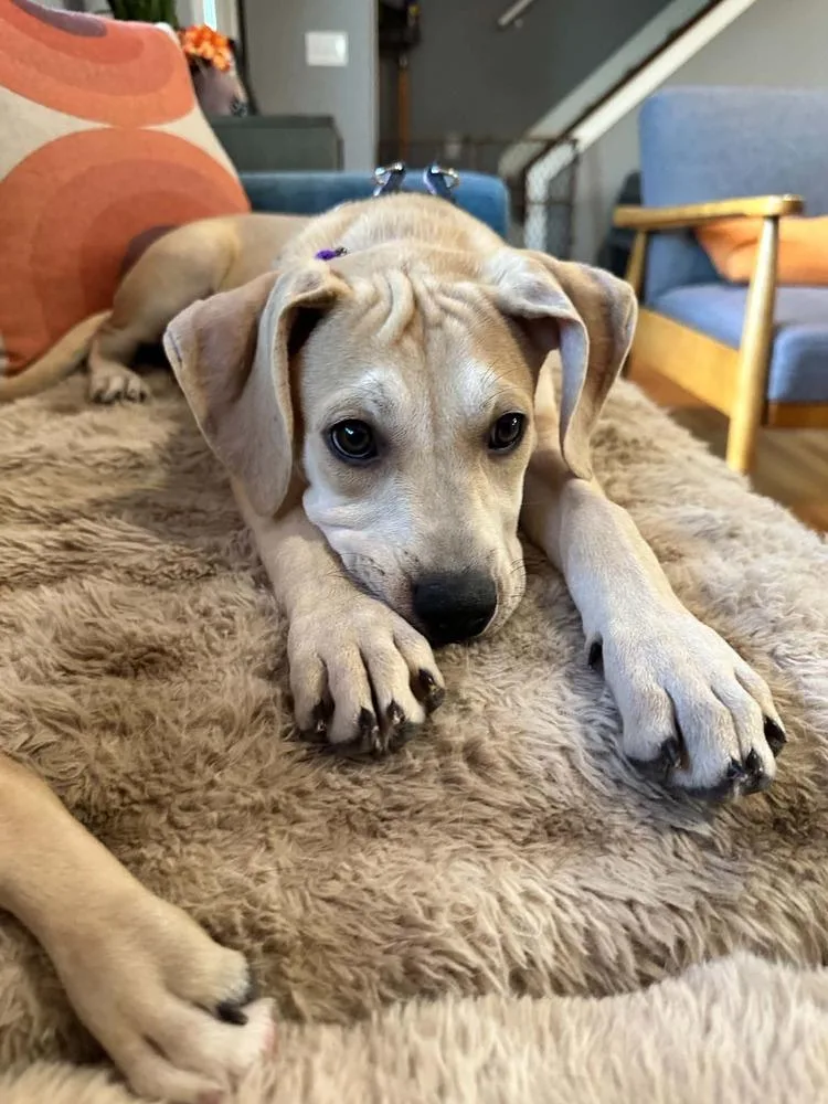 A baby medium-sized female White / Cream Labrador Retriever dog named Thelma for adoption in Fort Lupton, CO