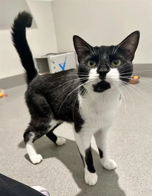 An adult medium-sized male Domestic Short Hair cat named Cookie for adoption in San Francisco, CA