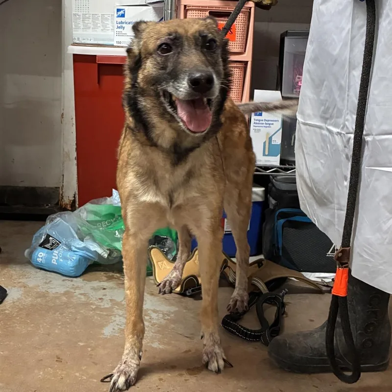 A senior medium-sized female Belgian Shepherd / Malinois dog named Mocha for adoption in Edinburg, TX