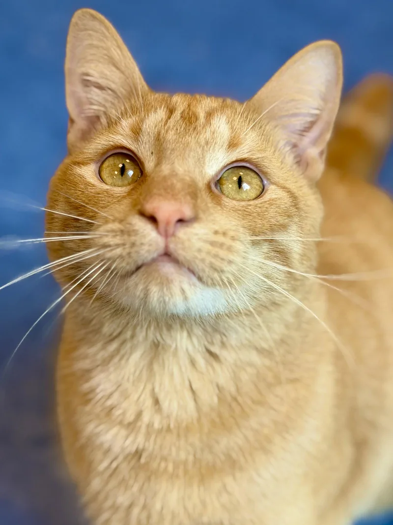 An adult medium-sized male Orange / Red Domestic Short Hair cat named Sebastian for adoption in West Cornwall, CT