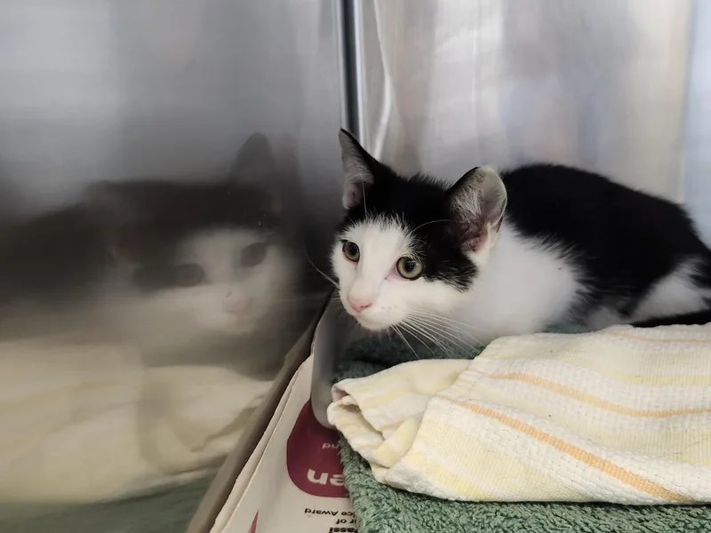 A baby small-sized male Black & White / Tuxedo Domestic Short Hair cat named Folgers for adoption in East Brunswick, NJ