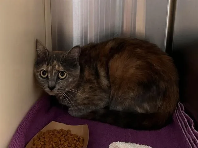 A young medium-sized female Domestic Short Hair cat named Beth for adoption in Colorado Springs, CO