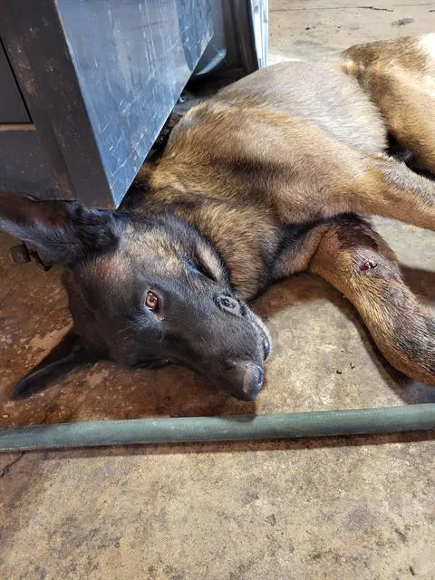 An adult large-sized male Shepherd dog named Piston for adoption in San Antonio, TX