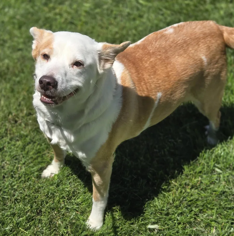 An adult medium-sized female Yellow / Tan / Blond / Fawn Mixed Breed dog named Pumpkin for adoption in Normal, IL