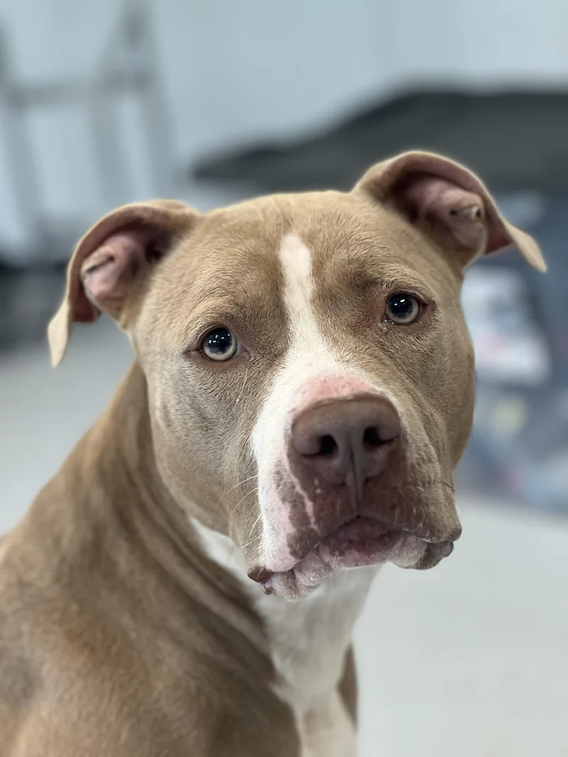 A young medium-sized female Yellow / Tan / Blond / Fawn Pit Bull Terrier dog named Lola for adoption in Yonkers, NY
