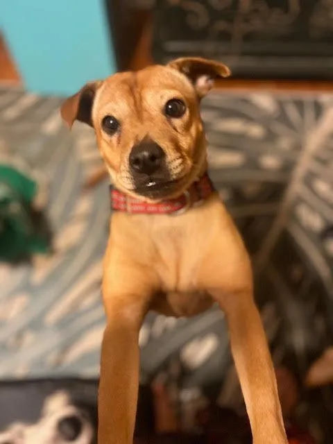 An adult small-sized female Terrier dog named Peppa for adoption in New York, NY