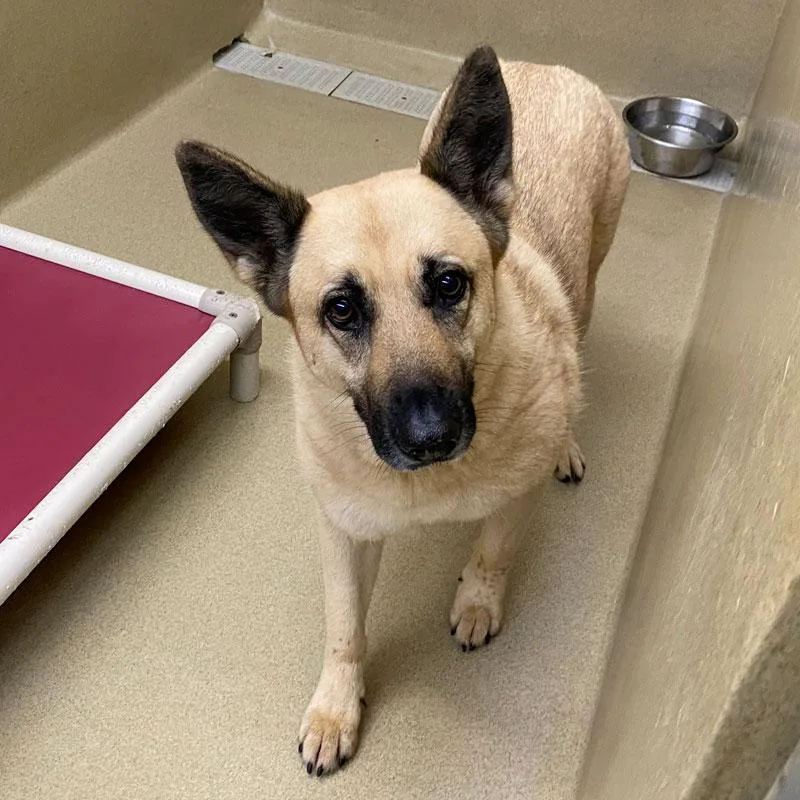 An adult large-sized female Yellow / Tan / Blond / Fawn German Shepherd Dog dog named Dolly for adoption in Monroe, GA