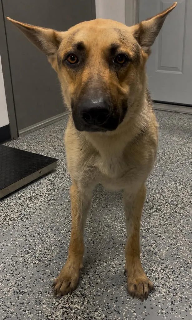 An adult large-sized male German Shepherd Dog dog named Zeus for adoption in Seven Points, TX