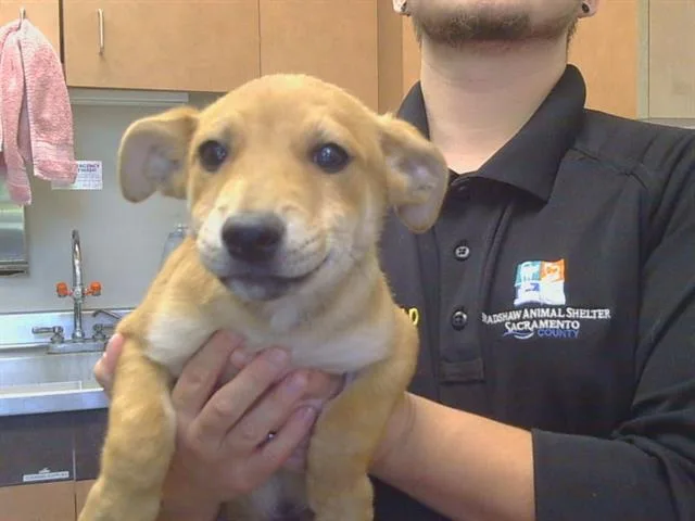 A baby small-sized male Chihuahua dog named Valerian for adoption in Sacramento, CA