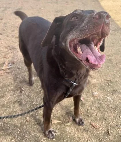 An adult large-sized male Brown / Chocolate Mixed Breed dog named Leon for adoption in Georgetown, TX