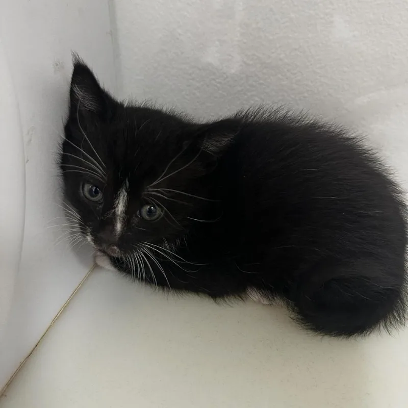 A baby small-sized male Black Domestic Short Hair cat named Stitch for adoption in Ashland, OR
