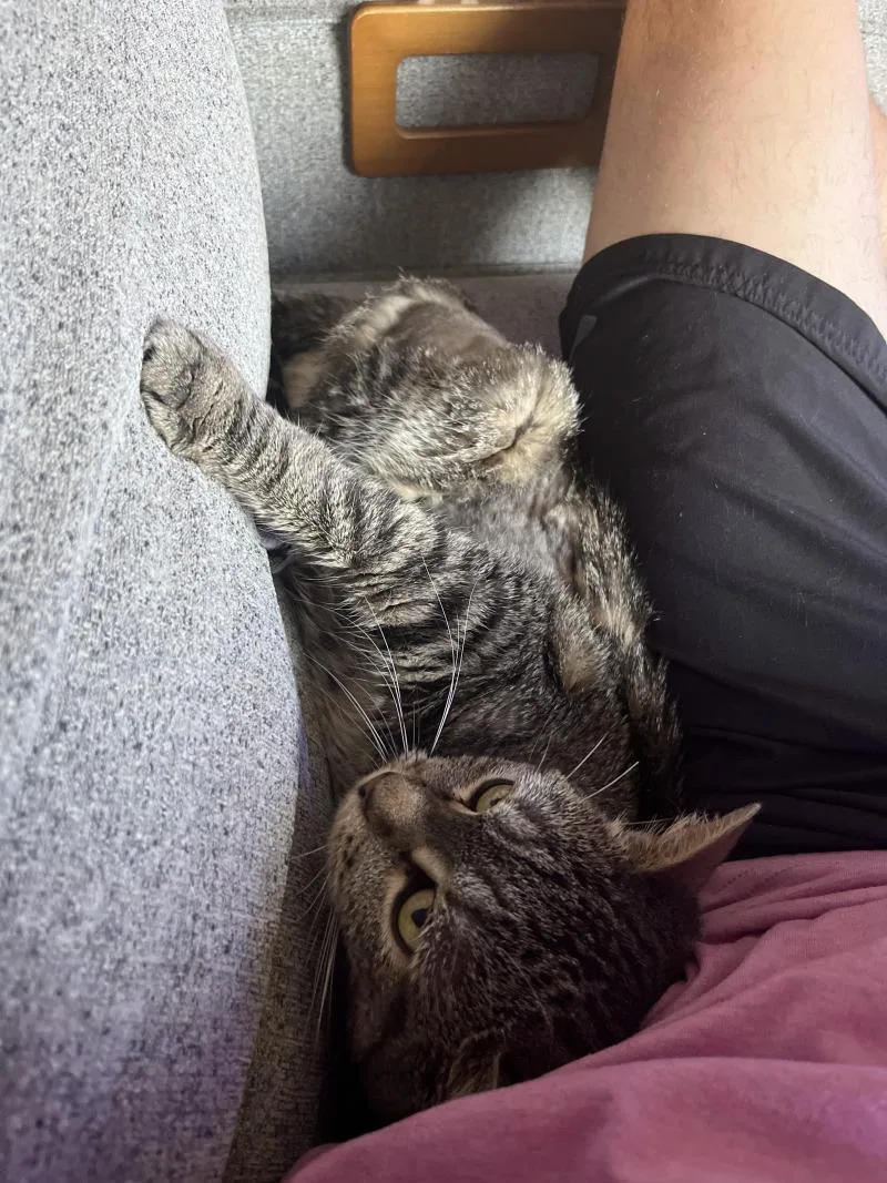 An adult medium-sized female Brown / Chocolate Domestic Short Hair cat named Billings for adoption in Fort Collins, CO