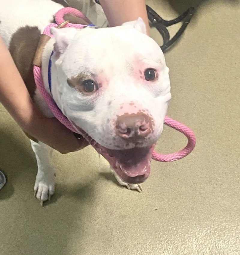 An adult large-sized male White / Cream Mixed Breed dog named Kaine for adoption in Alexandria, VA