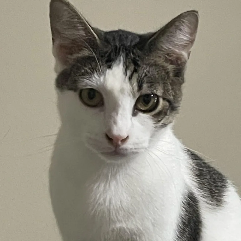 A baby small-sized male Gray & White Domestic Short Hair cat named Popeye for adoption in Liverpool, TX