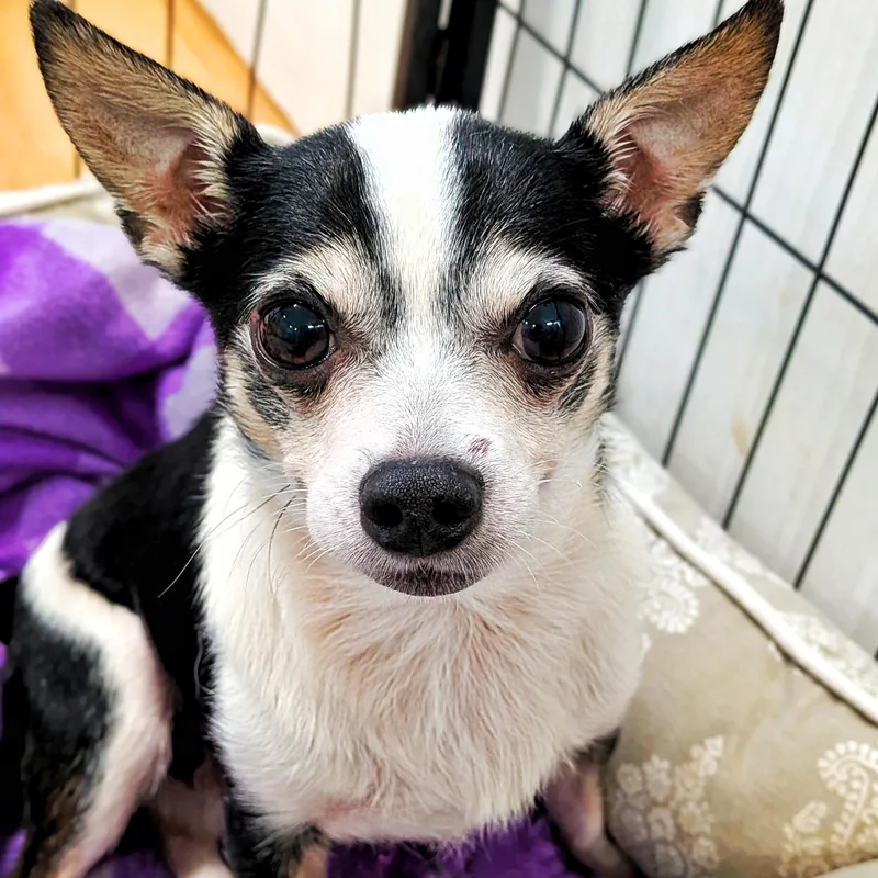 An adult small-sized male Chihuahua dog named Nick for adoption in Eustis, FL