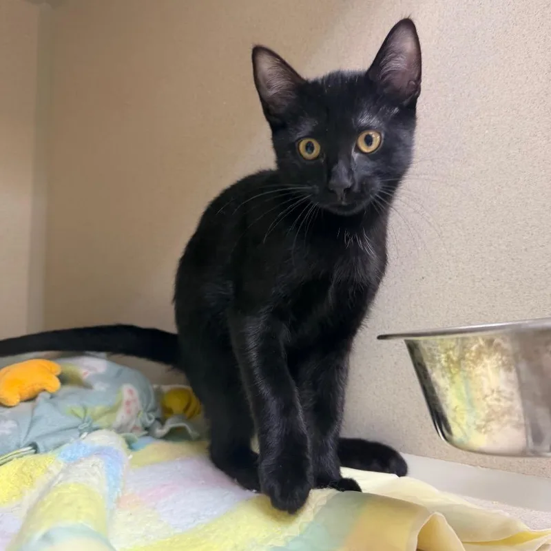 A baby small-sized male Black Domestic Short Hair cat named Owala for adoption in Great Falls, MT