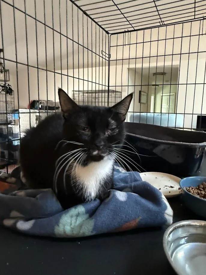 An adult medium-sized female Black & White / Tuxedo Domestic Short Hair cat named Akira for adoption in Deltona, FL
