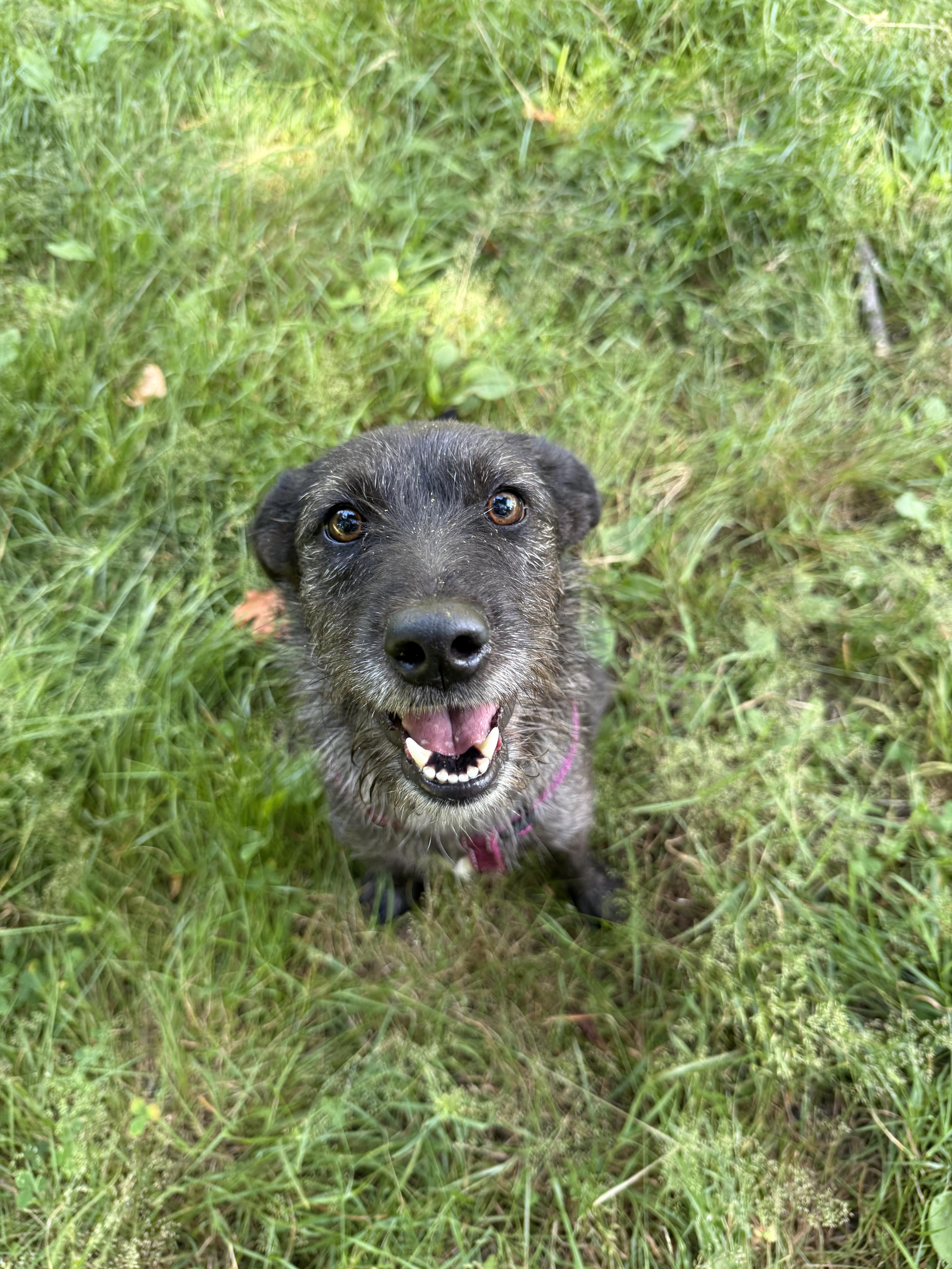 A young medium-sized female Terrier dog named Sunshine for adoption in Ferndale, WA