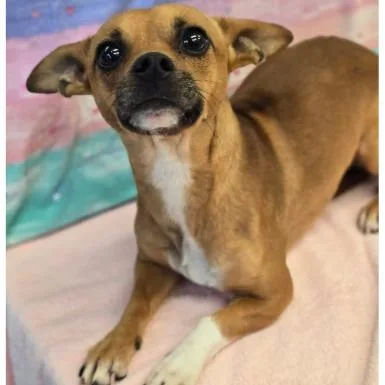 An adult small-sized male Yellow / Tan / Blond / Fawn Chihuahua dog named Tony for adoption in Tacoma, WA