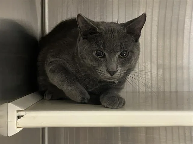 A young medium-sized male Domestic Short Hair cat named Bruce Catbell for adoption in Tustin, CA
