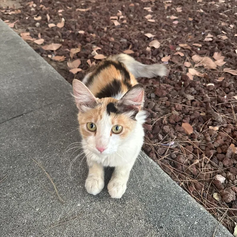 An adult small-sized female Domestic Long Hair cat named Sabrina for adoption in Hemet, CA