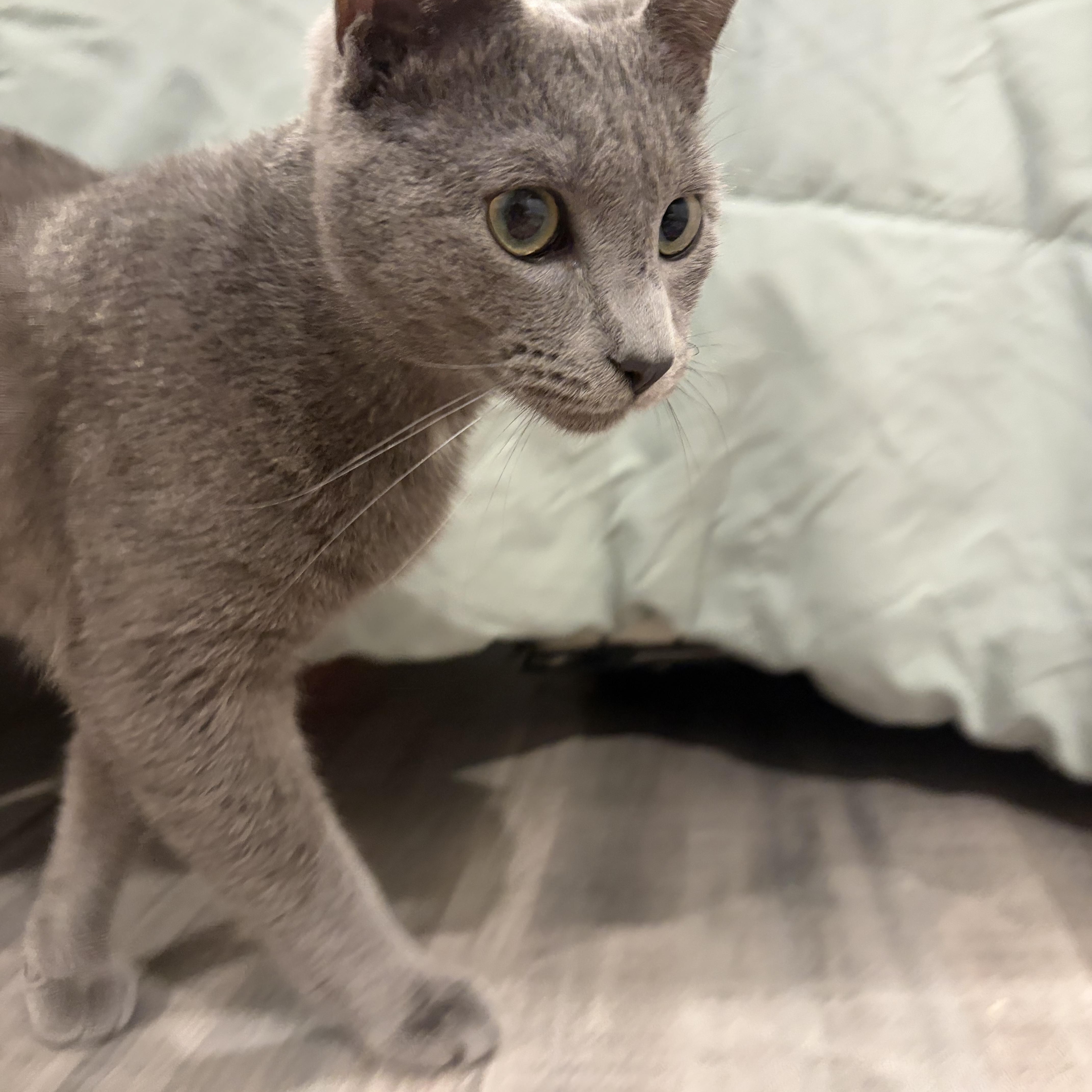 A baby medium-sized male Gray / Blue / Silver Russian Blue cat named Ghost for adoption in Fort Oglethorpe, GA