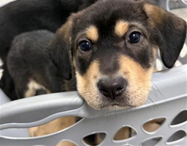 A baby small-sized female Labrador Retriever dog named A for adoption in Pasadena, TX