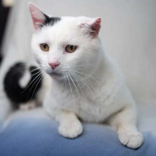 An adult medium-sized male White Domestic Short Hair cat named Snoopy for adoption in Martensdale, IA