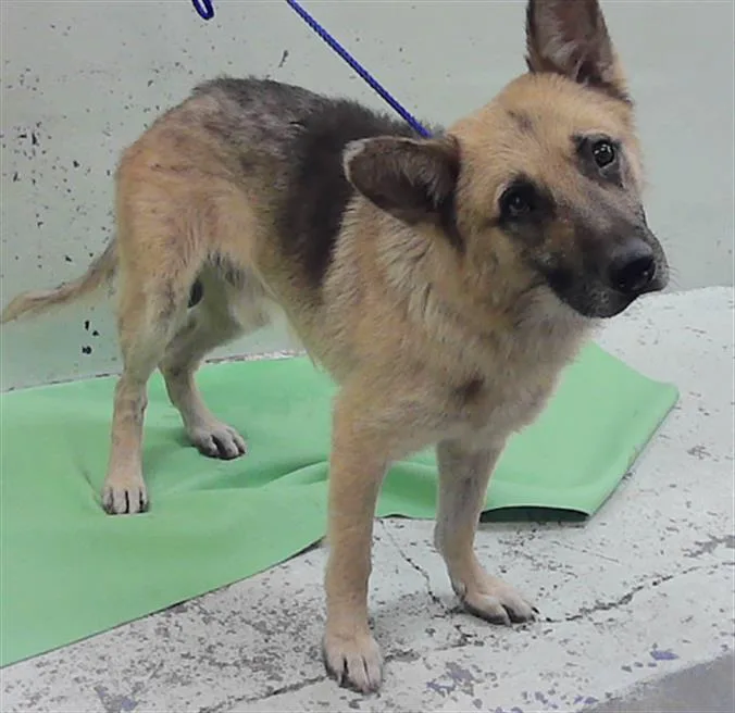 An adult large-sized male German Shepherd Dog dog named Mcallister for adoption in Houston, TX
