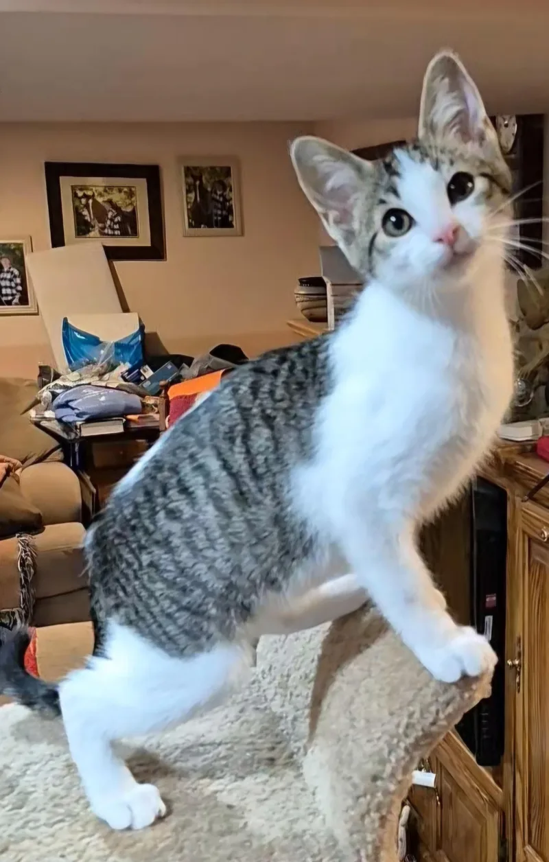 A baby medium-sized male Tabby (Brown / Chocolate) Domestic Short Hair cat named Colin for adoption in Milwaukee, WI