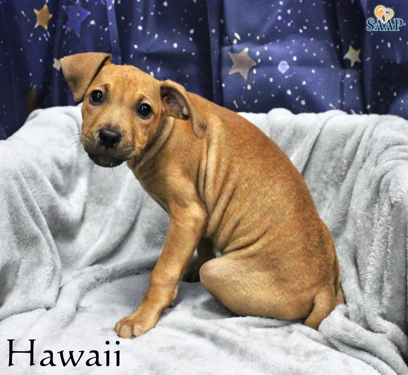 A baby medium-sized male Terrier dog named Hawaii for adoption in Newport, KY