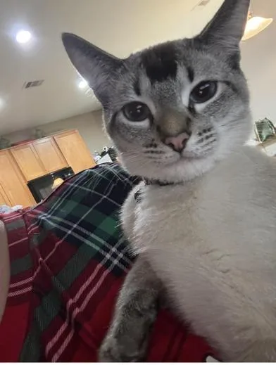 Cheeto & Loki thumbnail 3
