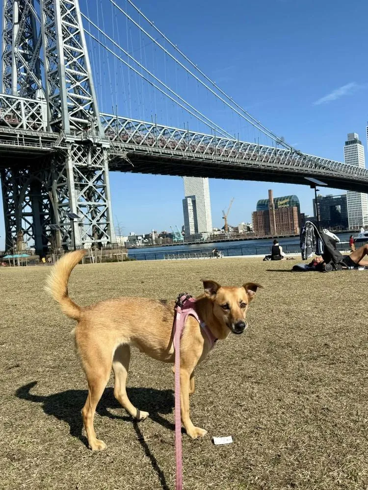 An adult medium-sized female Shepherd dog named Lia for adoption in New York, NY