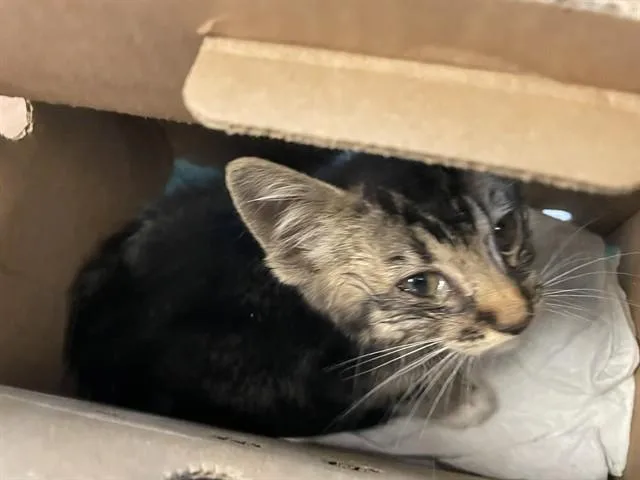 A baby small-sized male Domestic Short Hair cat named Alex for adoption in San Jose, CA