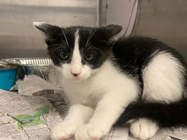 A baby small-sized female Domestic Short Hair cat named Mouse for adoption in Tustin, CA