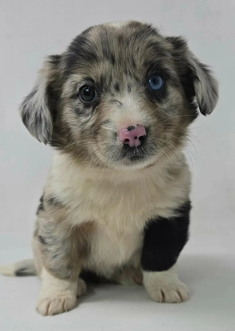 A young medium-sized female Australian Shepherd dog named Cascade for adoption in Pomfret Center, CT