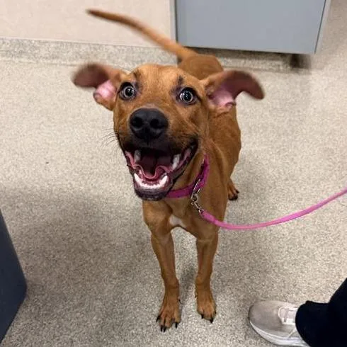 A young medium-sized female Brown / Chocolate Mixed Breed dog named Lokelani for adoption in Jacksonville, FL