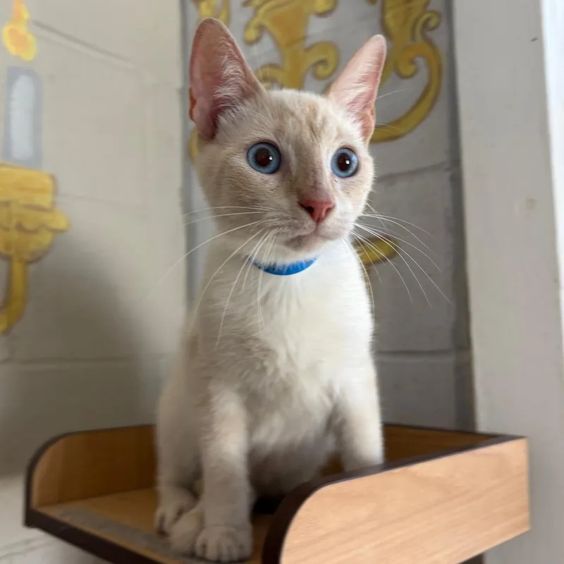 Coco