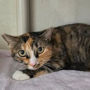 A baby medium-sized female Torbie Domestic Short Hair cat named Auggie for adoption in Saint Marys, PA