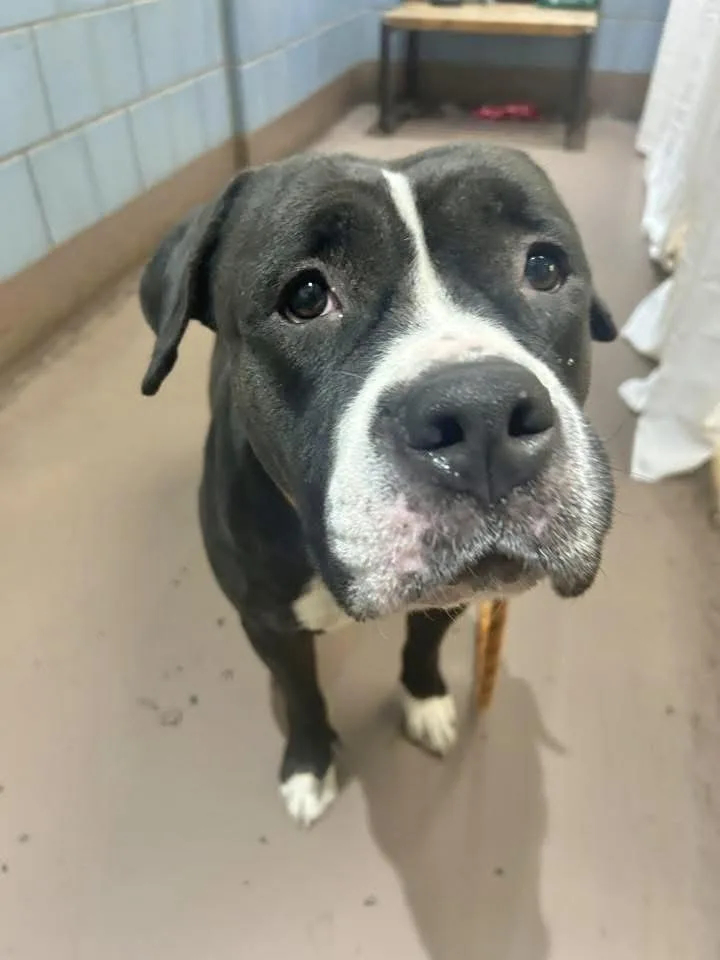 California thumbnail 4