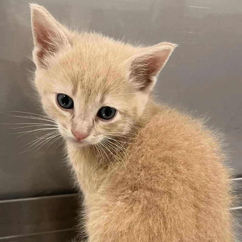 A baby small-sized male Orange / Red Domestic Short Hair cat named Fi for adoption in Washburn, MO
