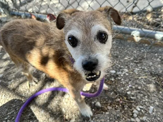 A senior small-sized male Norfolk Terrier dog named Willy for adoption in Albuquerque, NM
