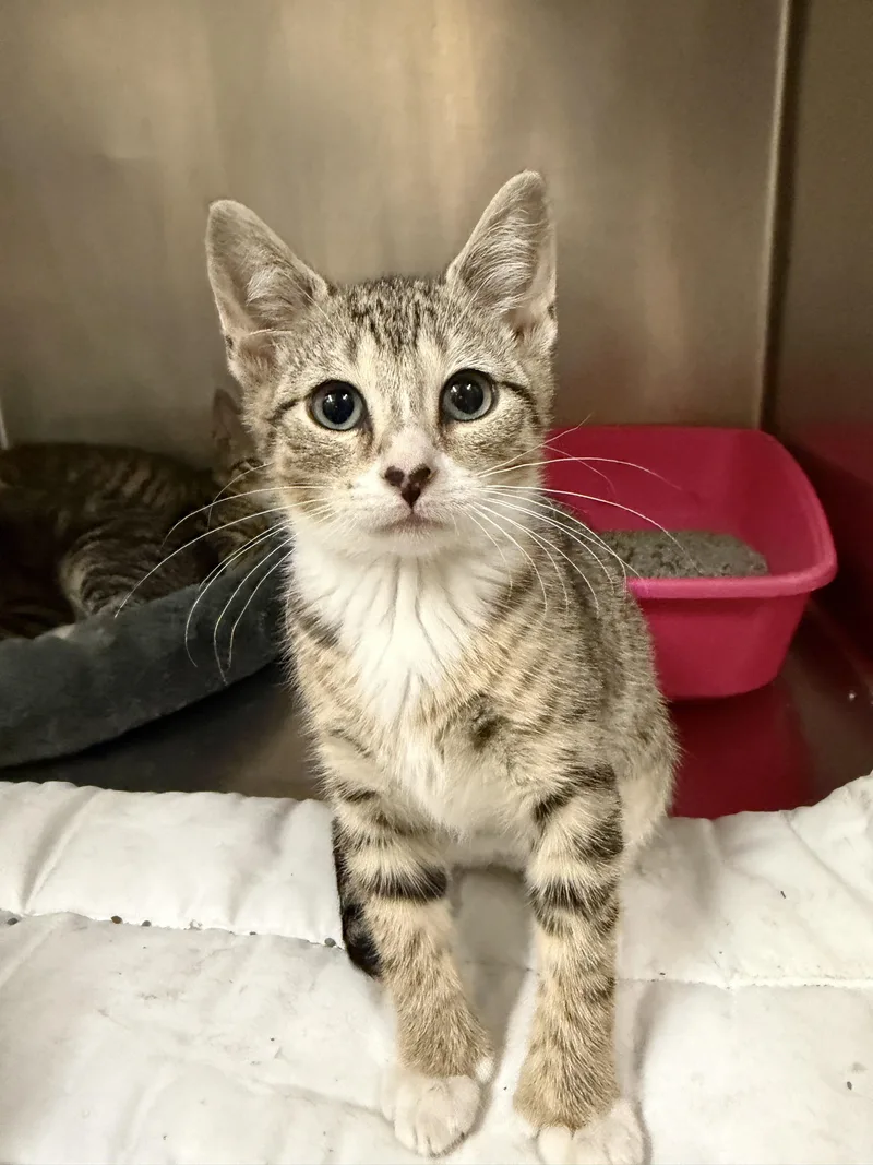 A baby medium-sized female Tabby (Brown / Chocolate) Domestic Short Hair cat named Paige for adoption in Wantagh, NY