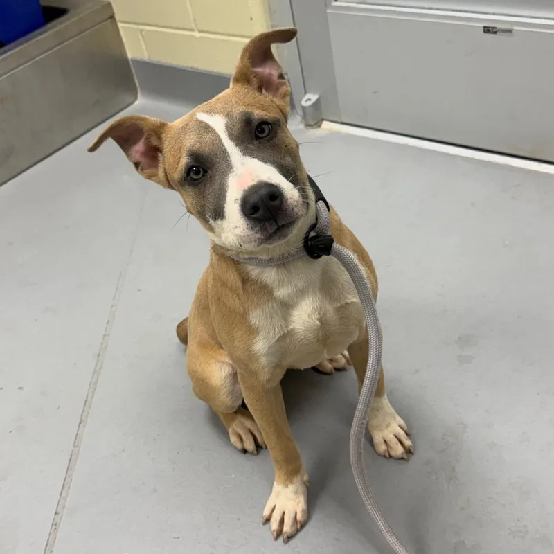 A baby small-sized female Yellow / Tan / Blond / Fawn Mixed Breed dog named Delilah for adoption in Hamilton, GA