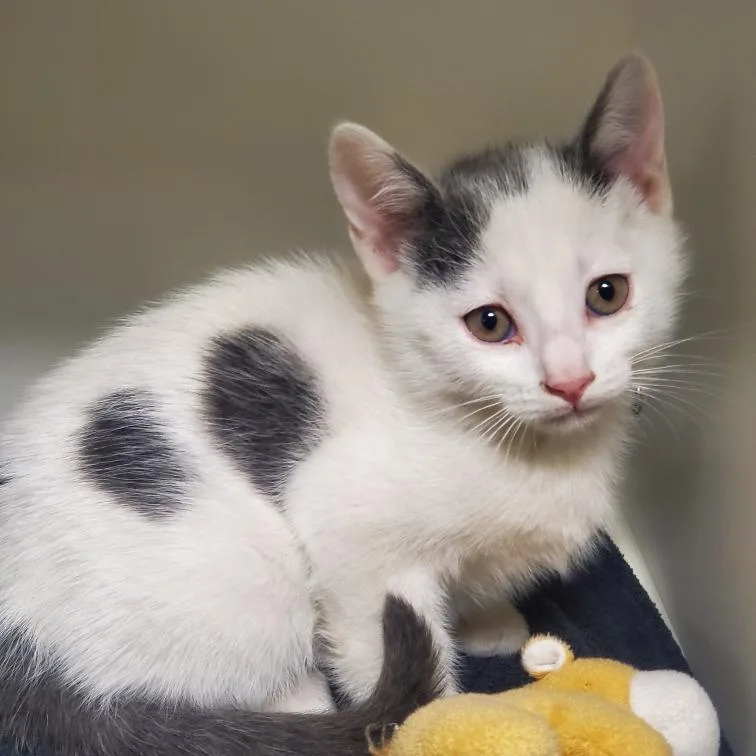 A baby small-sized male White Domestic Short Hair cat named Rubicon for adoption in Phoenix, AZ