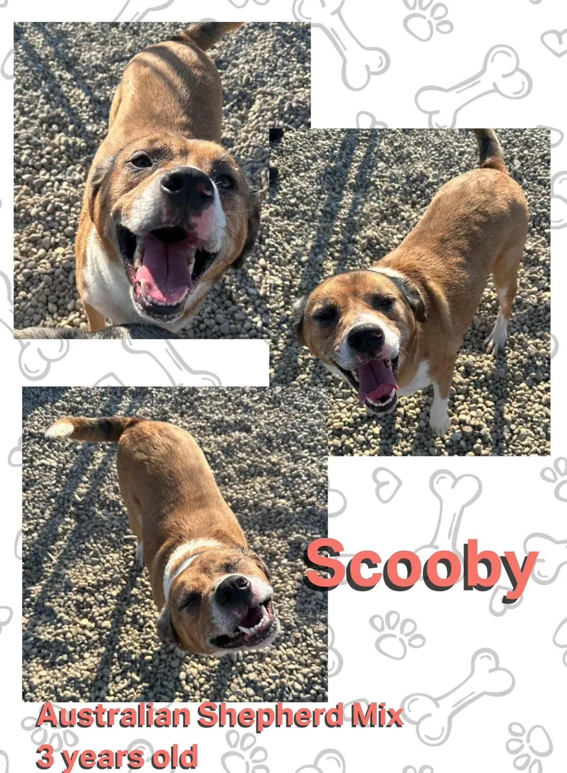 An adult large-sized male Brown / Chocolate Australian Shepherd dog named Scooby for adoption in Danville, IN