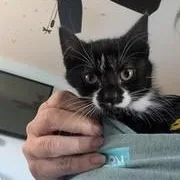 A baby medium-sized female Black & White / Tuxedo Domestic Short Hair cat named Hendrix for adoption in Menasha, WI