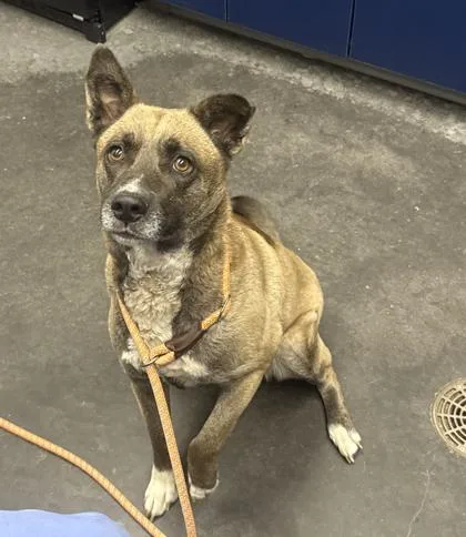 An adult large-sized female Shepherd dog named B Autumn for adoption in North Charleston, SC